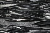 Polished Fossil Orthoceras (Cephalopod) Plate - Morocco #359692-3